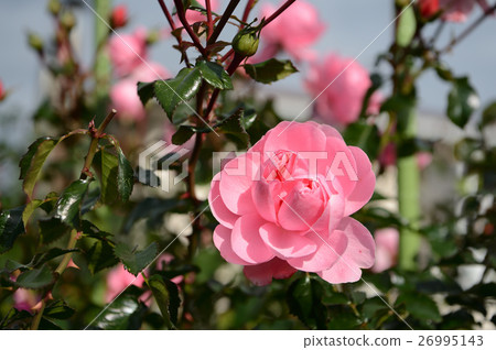 花中心的玫瑰，令人耳目一新 26995143