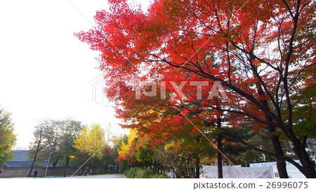 Maple leaf Maple leaf 26996075