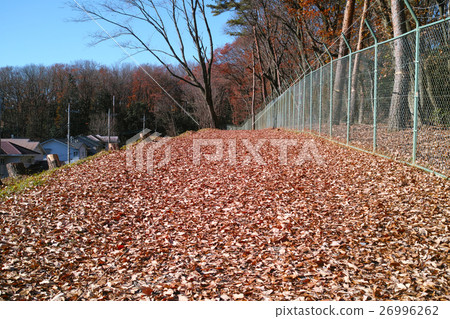 冬天路落葉 26996262