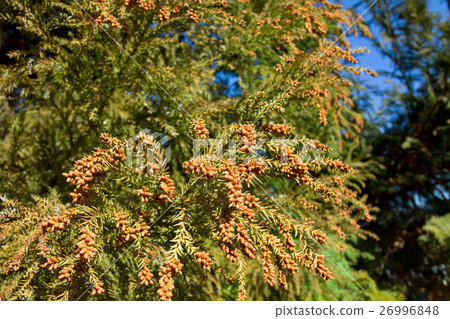 雪松花粉散射前 26996848