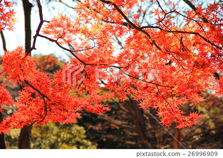 秋天的樹葉 26996909