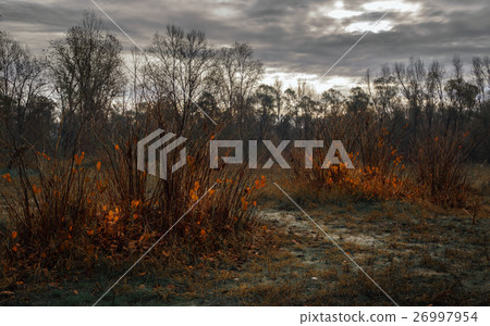 Orange leaves near Ticino river 26997954