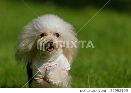 Dog tea cup poodle dog run 26998109