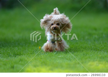 狗茶杯獅子狗狗奔跑 26998110