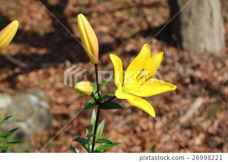 Lily flower Lily flower 26998221