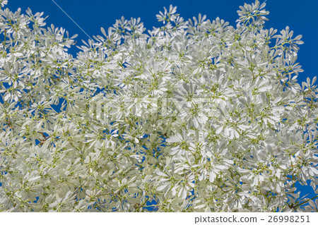 Abstract soft blurred and soft focus surface textu 26998251