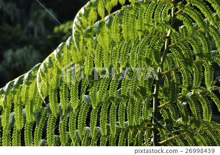 Hegoshida leaves Hegoshida leaves 26998439