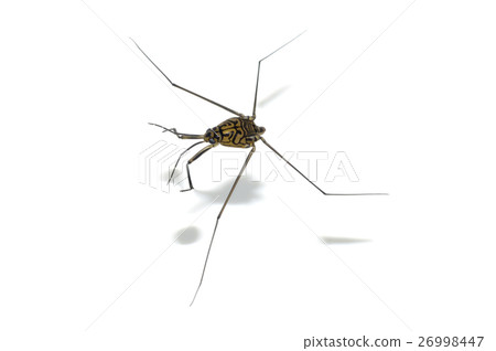 Shima Ammenbo Shima Ammenbo 26998447