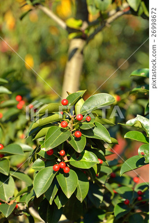 樹·Kuroganane mochi家庭 樹·Kuroganane mochi家庭 26998672