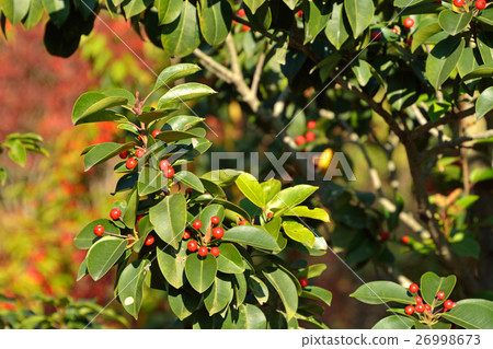 樹·Kuroganane mochi家庭 樹·Kuroganane mochi家庭 26998673