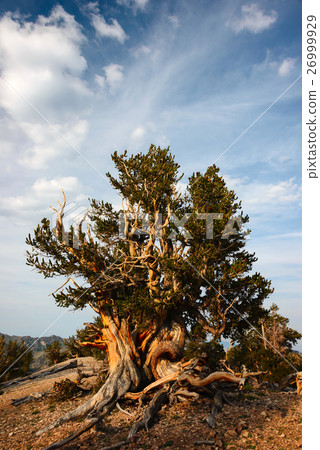 Bristlecone pine in the White Mountains Bristlecone pine in the White Mountains 26999929