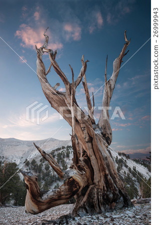 Bristlecone pine in the White Mountains Bristlecone pine in the White Mountains 26999943