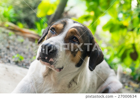 Dog pet big face wrinkle Dog pet big face wrinkle 27000634