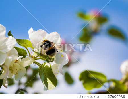 hite flowers at apple tree and bumblebee 27000988