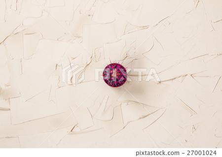 Baby cactus plant growing in small pot 27001024