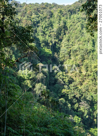 tropical evergreen forest in thailand tropical evergreen forest in thailand 27001073