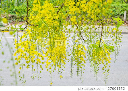 Ratchaphruek, Golden shower, koon yellow leaf 27001152