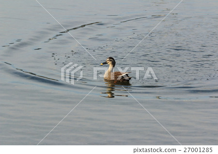水到了之後 水到了之後 27001285