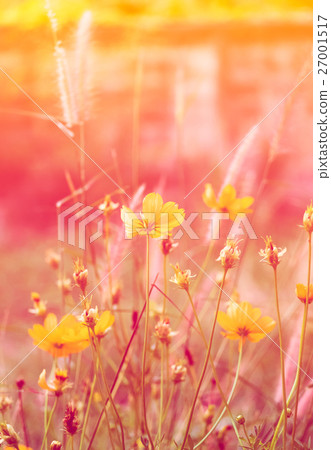 Cosmos flower bloom sweet colorful sunshine 27001517