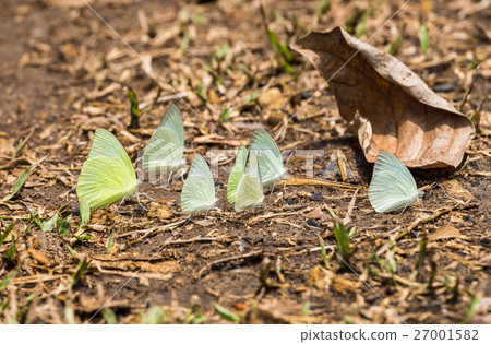 Butterfly group white green yellow on leaves 27001582