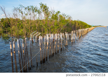 Mangrove tree on coast bay at evening 27002118