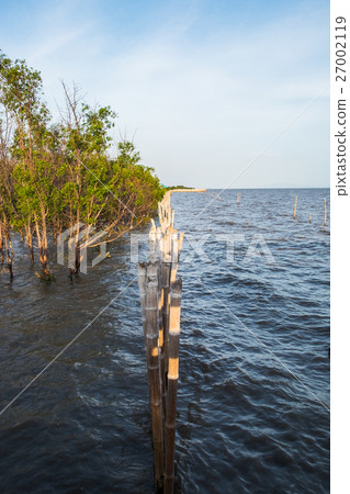 Mangrove tree on coast bay at evening 27002119