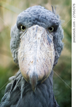 Shoebill Bird Close Up Portrait Shoebill Bird Close Up Portrait 27002476
