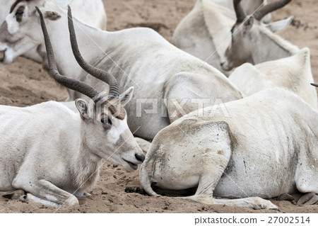 Adax - White Antelope Herd Resting on Sand Adax - White Antelope Herd Resting on Sand 27002514
