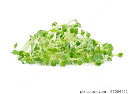 heap of alfalfa sprouts on white background heap of alfalfa sprouts on white background 27004921