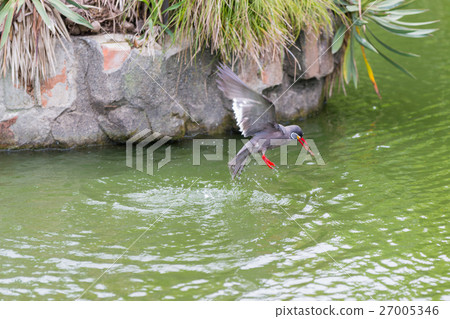 Inca Tern (Larosterna inca) 27005346