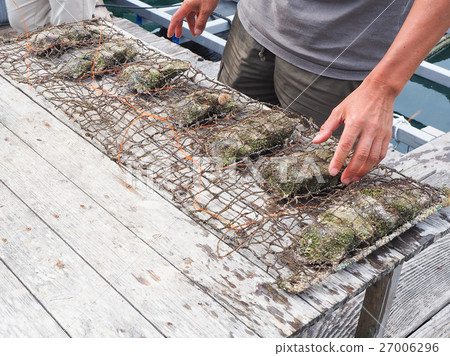 With aquaculture shell of Akoya shell 27006296