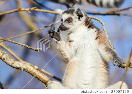 Ring-tailed lemur (Lemur catta) Ring-tailed lemur (Lemur catta) 27007139