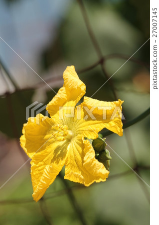 絲瓜花 27007145