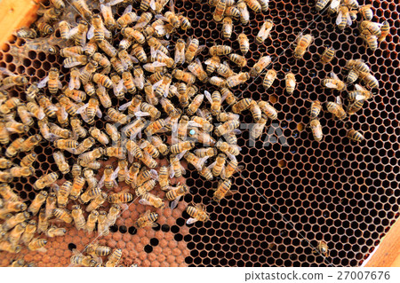 Queen bee close up Queen bee close up 27007676