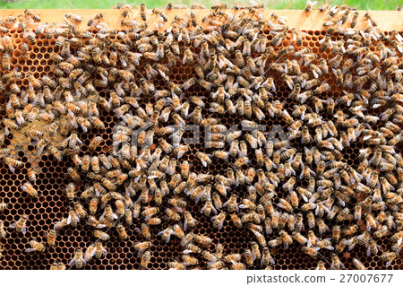 Open hive, beekeeping Open hive, beekeeping 27007677