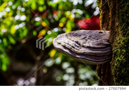 Polyporaceae 27007994