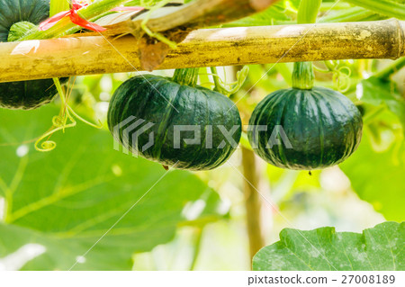 Winter squash, or Pumpkin on its tree 27008189