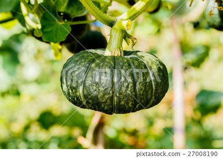 Winter squash, or Pumpkin on its tree 27008190