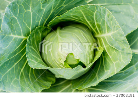 Organic Cabbage. Fresh Green Head of Cabbage . 27008191