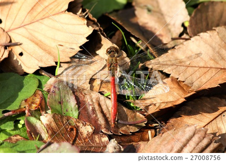 Fallen leaves and red dragonfly Fallen leaves and red dragonfly 27008756