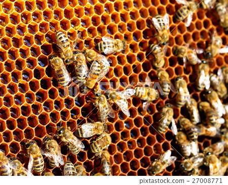 Bees in the hive convert nectar to honey 27008771