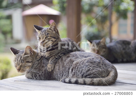 貓和父母和孩子 27008803