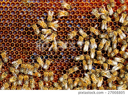 Bees work on honeycomb. Honey cells pattern 27008805
