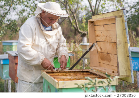 Beekeeper is working with bees and beehives on the Beekeeper is working with bees and beehives on the 27008856