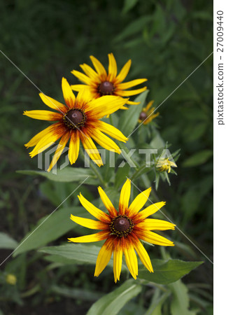 Yellow flowers of Rudbeckia Yellow flowers of Rudbeckia 27009440