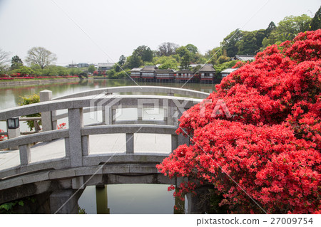 長岡天滿宮，在石橋和八幡池盛開的霧島杜鵑花 27009754