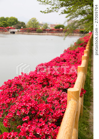 Nagaoka Tenmangu Shrine Hachijyo Pond, take a walk around Ikebashi and look at Kirishima azalea in full bloom Nagaoka Tenmangu Shrine Hachijyo Pond, take a walk around Ikebashi and look at Kirishima azalea in full bloom 27009764