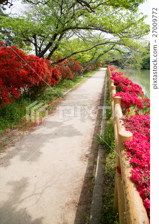 Nagaoka Tenman-gu，被盛開的霧島杜鵑花包圍，在八丈湖池塘邊散步 27009772
