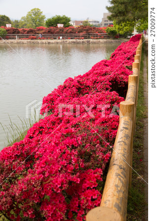 Nagaoka天滿宮Hachijyo池塘，在池橋周圍散步，看看盛開的霧島杜鵑花 27009774