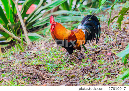 colorful rooster on green nature background colorful rooster on green nature background 27010047